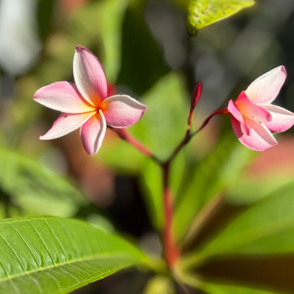 Meet your Posher, Midori